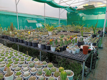 Alpine Greens Plants Nursery
