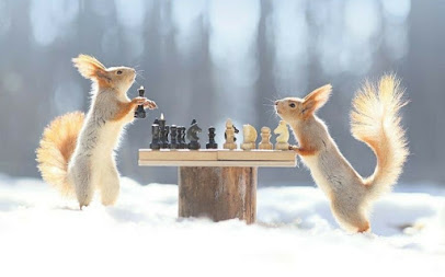 Chess Game Academy - Best Chess academy in pune