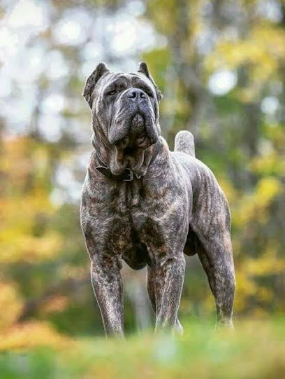 SangFroid Kennel