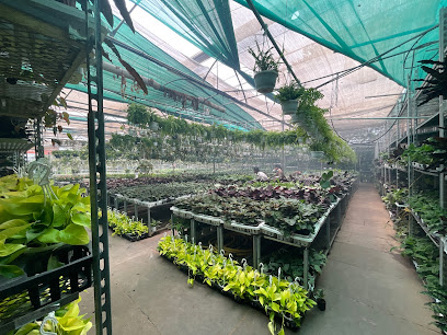Sanjay Nursery - Best Wholesale Plant Nursery in Pune, India