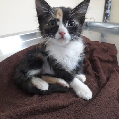 Starpugs Pet Care & Veterinary Services